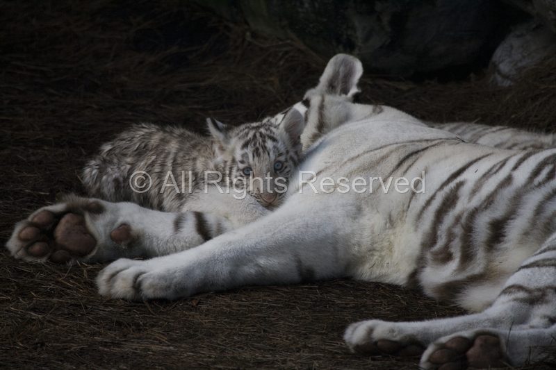 Wild Life