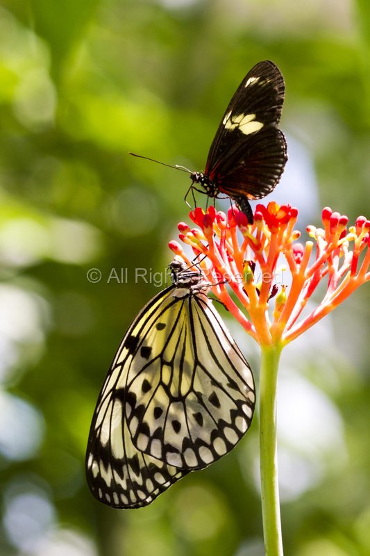 Wild Life