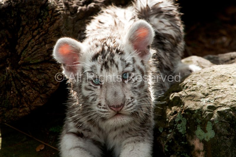 Wild Life