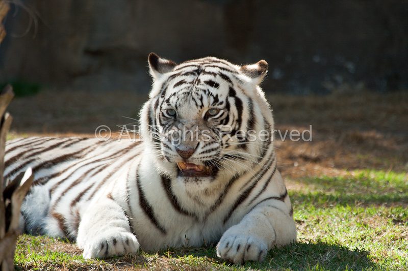 Wild Life