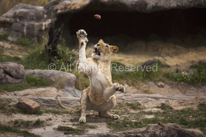 Wild Life