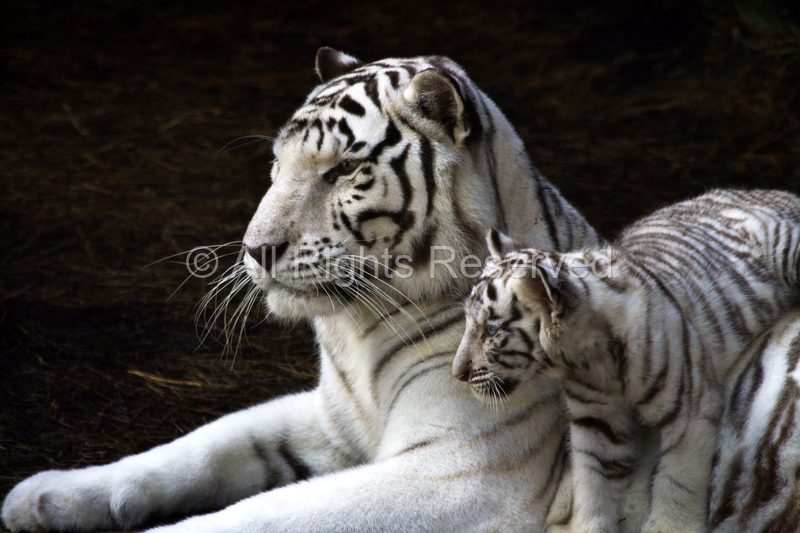 Wild Life