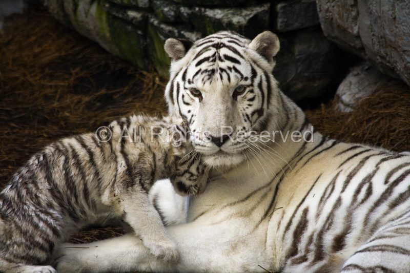 Wild Life