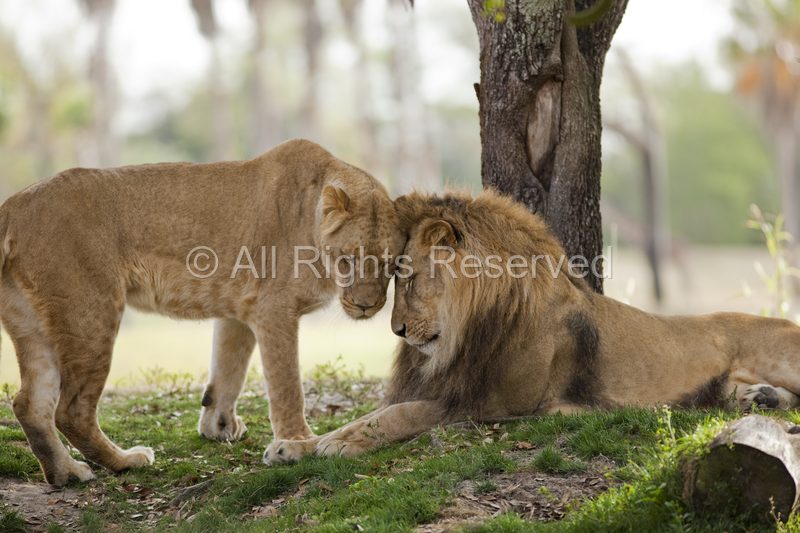Wild Life