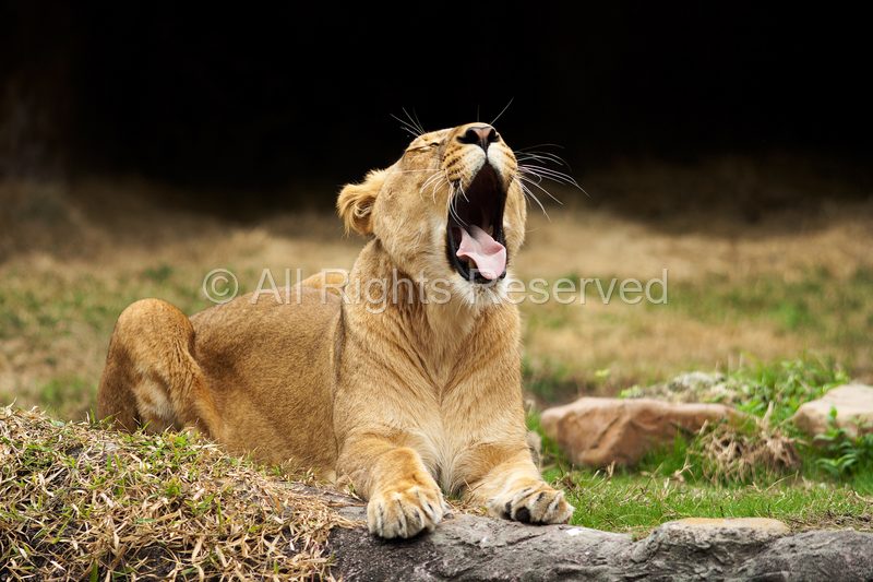 Wild Life