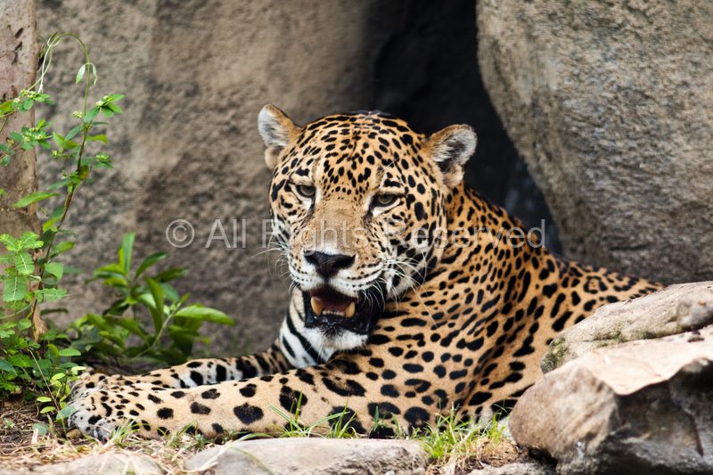 Wild Life